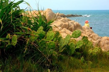 登仙人掌山