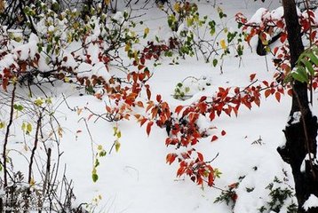 题寒江钓雪图