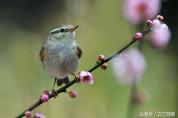 忆汉月·红杏一枝遥见