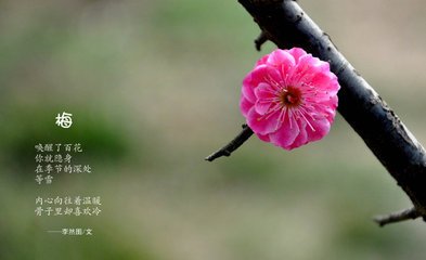 点绛唇（暗香梅）