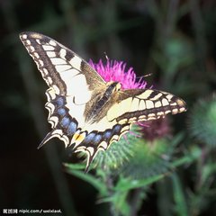 思佳客·花拂阑干柳拂空