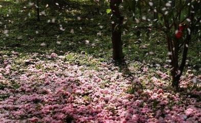 如梦令·满院落花春寂