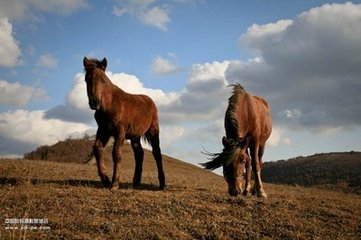 紫骝马·紫骝马