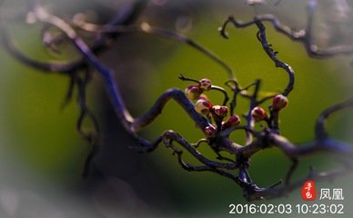 梅花引（戏代李师明作）