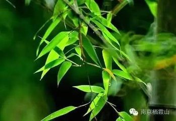 夏日寺中有怀