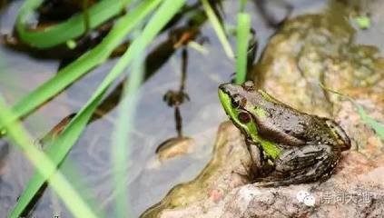 夏日题老将林亭