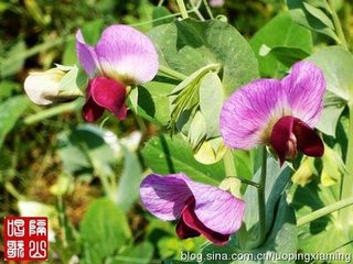惜芳菲