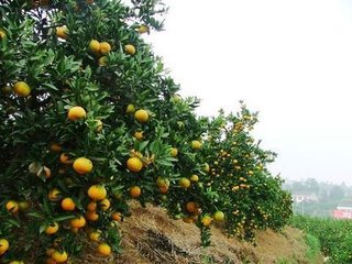 花心动（竞渡）