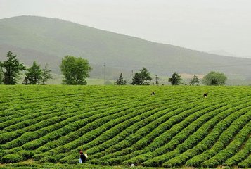 种橘