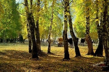 醉蓬莱 归故山
