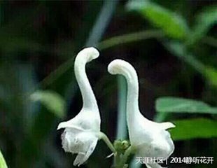 长相思·蝶团飞