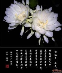 水龙吟（游钓台作）