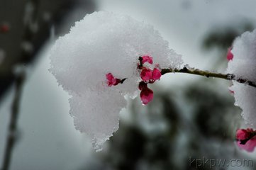 张圣民席上赋红梅