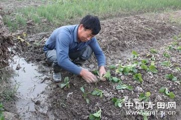 雨晴出田间