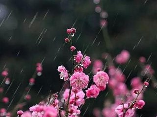 长安春雨