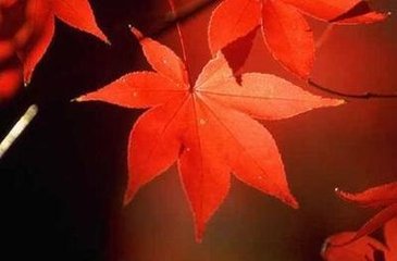 挽王倅