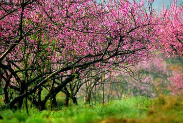 洞仙歌（惜春和李元膺）