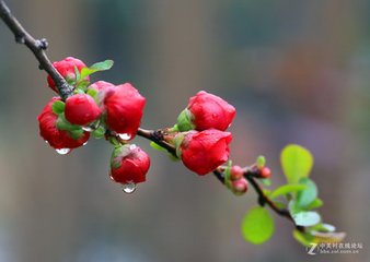 雨中对酒庭下海棠经雨不谢