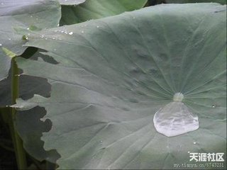 蝶恋花·绿暗红稀春已暮