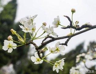 左掖梨花（一作海棠。与丘为、皇甫冉同作）