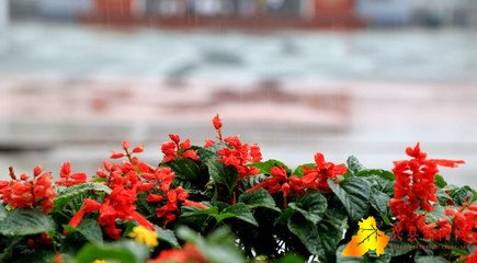 秋雨初过即景写兴
