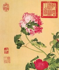 三萼牡丹