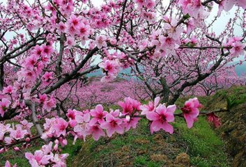鱼游春水 避乱还家，见桃花盛开