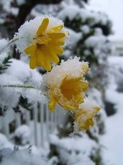 花心动·啼鸟惊心
