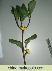 种木槲花