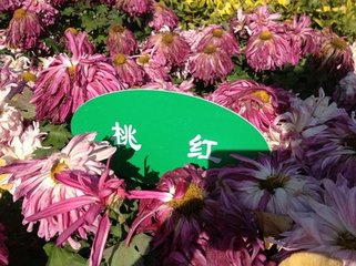 和令狐相公九日对黄白二菊花见怀