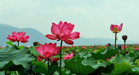 和李光化秋咏四首其一·晓