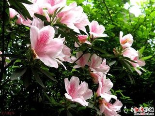 蝶恋花·密炬瑶霞光颤酒