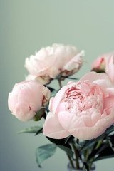 感芍药花，寄正一上人