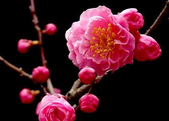 丑奴儿·年年索尽梅花笑