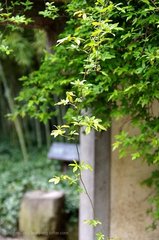 六幺令·绿阴春尽