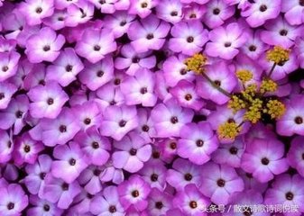 水龙吟·乱红飞已无多