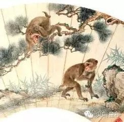 观猿