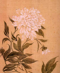 白菊杂书四首