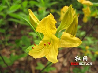 游雪窦杖锡七首·踟蹰岭