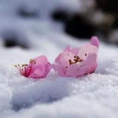 临江仙·试问梅花何处好