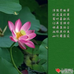 莲花