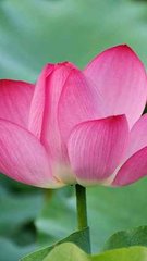 减字木兰花·苍崖万仞