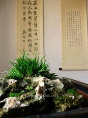 种石菖蒲