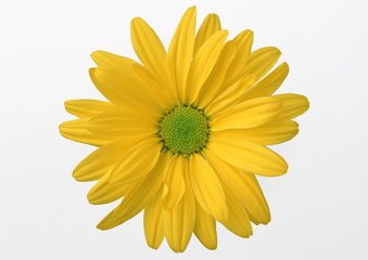 望海潮（扬州芍药会作）