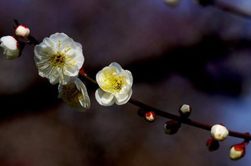 东湖探梅