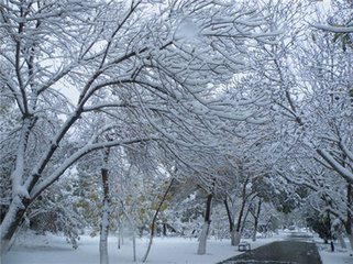菩萨蛮·隔窗瑟瑟闻飞雪