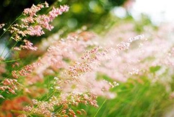 玉楼春（为故人母寿）
