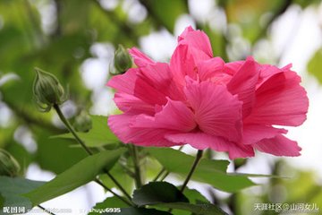 西江月（闰重阳）