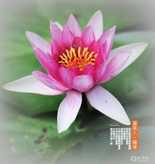虞美人·十年不作湖湘客