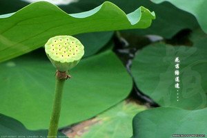 奉和初秋诗